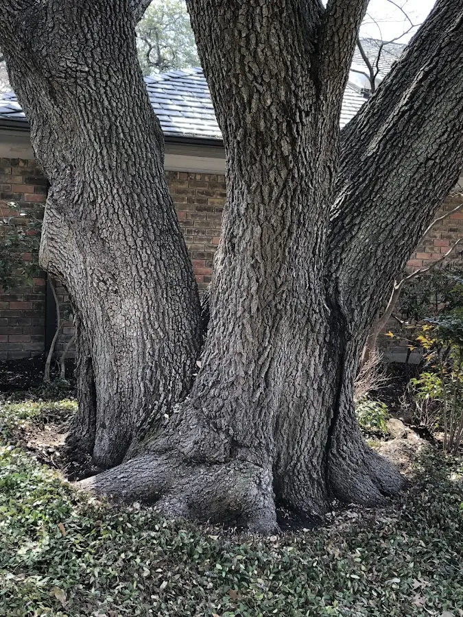 Mature heritage tree close to a Dunn Loring property cared for by certified arborists